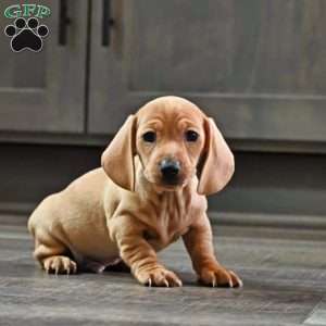 Wennie, Dachshund Puppy